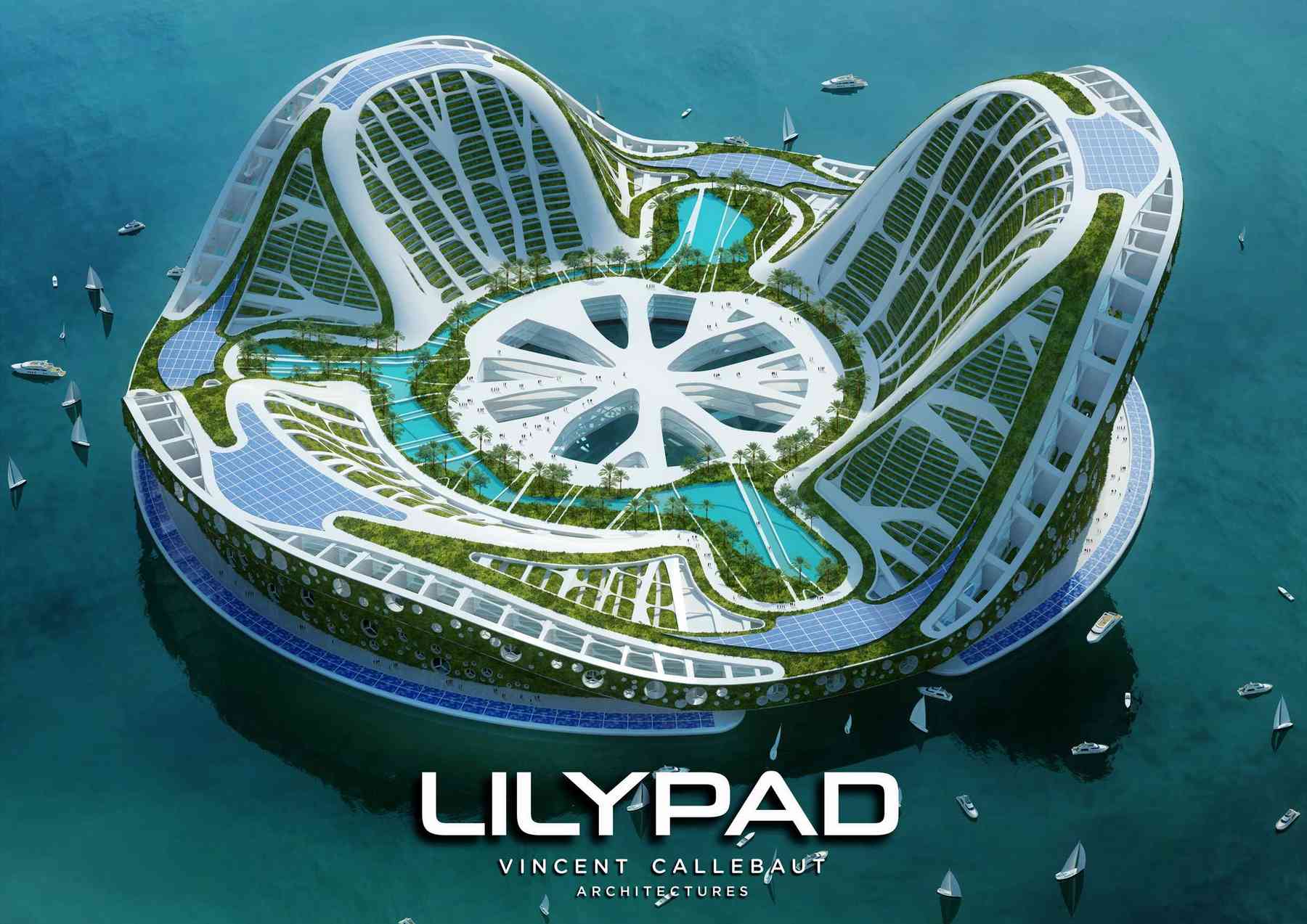 080523_lilypad-lilypad_pl001