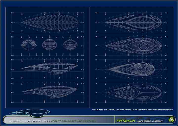 PHYSALIA physalia_pl007