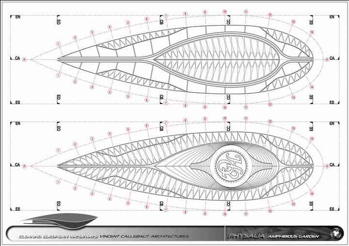 PHYSALIA physalia_pl016