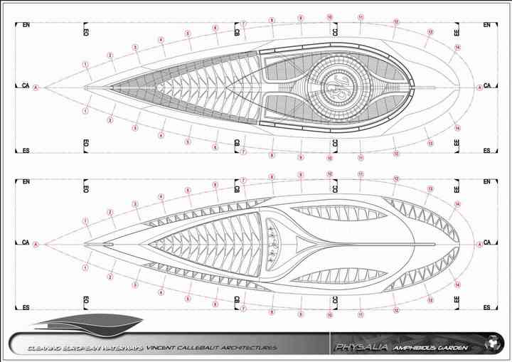 PHYSALIA physalia_pl018