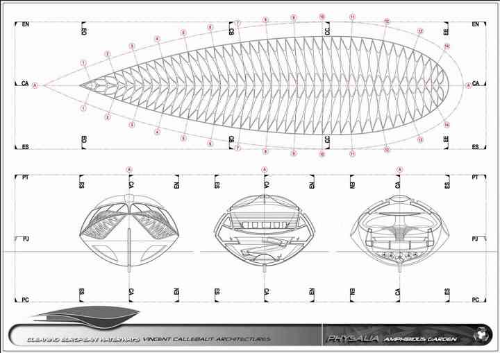 PHYSALIA physalia_pl020