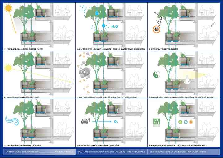 ARBORICOLE arboricole_pl034