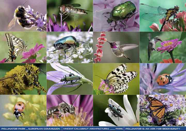 THE EUROPEAN COMMISSION'S POLLINATOR PARK polinnatorpark_pl003